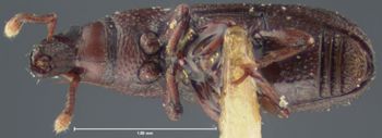 Media type: image;   Entomology 8439 Aspect: habitus ventral view